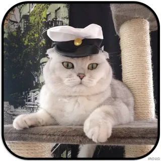 🙂 d490d4e8 кот, шляпа, животное, питомец, милый whatsapp sticker