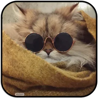 😎 dc14eba3 кот, солнцезащитные очки, животное, домашнее животное, пушистый, шарф whatsapp sticker