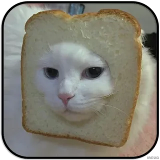 🍞 de3b4eb8 кот, хлеб, животное, питомец, смешной, милый whatsapp sticker