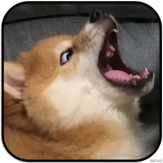 😠 3a6ed1e0 Hund, Corgi, Gähnen, Tier, Säugetier whatsapp sticker