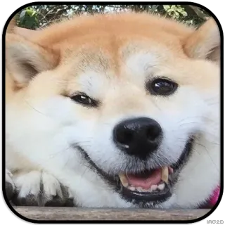 😏 707c791c Hund, Shiba Inu, glücklich, lächeln, süß whatsapp sticker