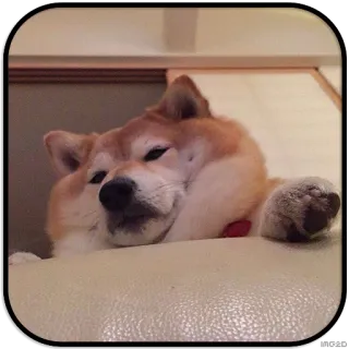 👀 7a61d4da Hund, Shiba Inu, süß, schlafend, Tier, Haustier whatsapp sticker