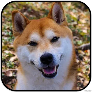 😄 9286ddd7 Hund, Shiba Inu, Haustier, Tier, süß, fröhlich, lächelnd whatsapp sticker