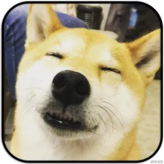 😑 9866246b Hund, Shiba Inu, Fröhlich, Lächelnd, Lustig, Tier, Meme whatsapp sticker