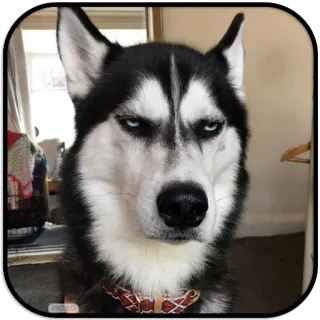 😒 b34de940 Hund, Husky, wütend, Meme, Tier whatsapp sticker