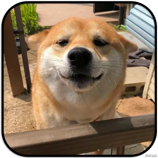 🙂 ead4ed99 Hund, Shiba Inu, fröhlich, Haustier, lächeln whatsapp sticker