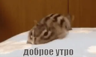 😘 083cd528 доброе утро кот, доброе утро, русский, животное whatsapp sticker