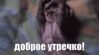 😘 5fd7780c доброе утречко! кот, утро, привет whatsapp sticker