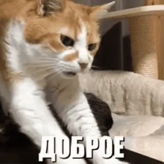 😘 b028d018 ДОБРОЕ кот, милый, животное, добрый, русский whatsapp sticker
