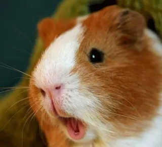 😲 17c98421 หนูตะเภา, สัตว์เลี้ยง, สัตว์, สัตว์เลี้ยงลูกด้วยนม, สัตว์ฟันแทะ, น่ารัก telegram sticker