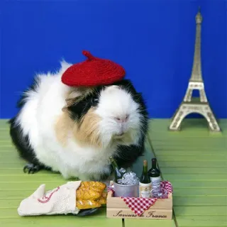 Морские свинки telegram stickers