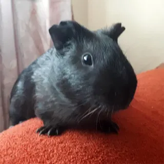 👦 452bca19 หนูตะเภา, ดำ, สัตว์เลี้ยง, สัตว์, สัตว์ฟันแทะ telegram sticker