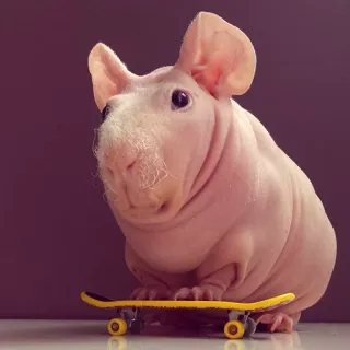 Морские свинки telegram stickers