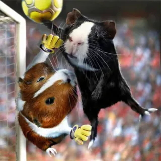 ⚽️ 850bca93 หนูตะเภา, ฟุตบอล, สัตว์, กีฬา, ผู้รักษาประตู, น่ารัก telegram sticker