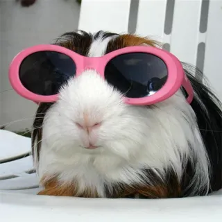 Морские свинки telegram stickers