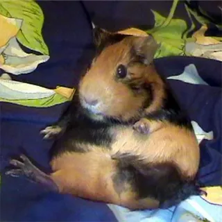 😐 ac5aada4 หนูตะเภา, สัตว์ฟันแทะ, สัตว์เลี้ยง, สัตว์, น่ารัก telegram sticker