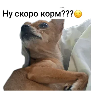 👔 2552a775 Ну скоро корм???🤔 hond, dier, eten, wachten, schattig, huisdier telegram sticker