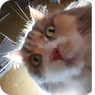 🐱 28173223 kat, dier, huisdier, huisdier, katachtige telegram sticker