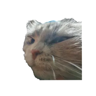 🐱 2b4bd1e6 kat, dier, huisdier, huiskat, schattig, harig telegram sticker