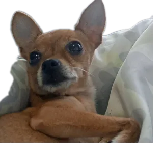 🐶 e54e9336 hond, chihuahua, huisdier, dier, lief, tam, zoogdier, grappig telegram sticker