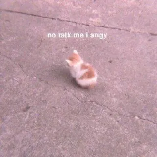 🐈 069ad48b no talk me i angy 猫, 生气, 表情包, 搞笑, 动物, 小猫 whatsapp sticker