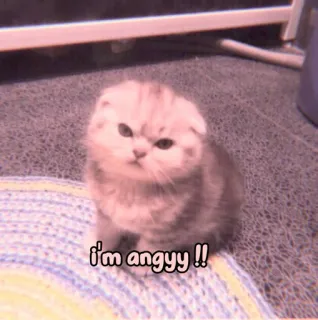 🐈 2da04aeb i'm anggyy !! 猫, 小猫, 生气, 可爱, 动物, 宠物 whatsapp sticker