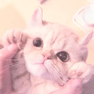 🐈 33d0b85e 猫, 可爱, 宠物, 动物, 小猫, 家猫 whatsapp sticker