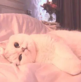 🐈 39e26a9d 猫, 动物, 宠物, 白猫, 可爱, 床, 放松, 家猫 whatsapp sticker