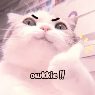😡 44d80295 owkkie !! 猫, 动物, 表情包, 搞笑, 可爱, 宠物, 家畜 whatsapp sticker