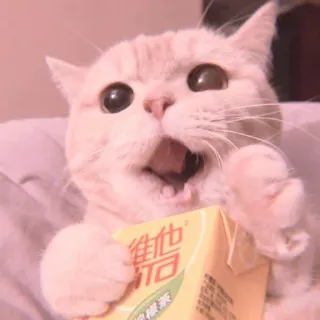 🐈 65c51dc9 維他 猫, 饮料, 牛奶, 可爱, 动物, 饮品 whatsapp sticker