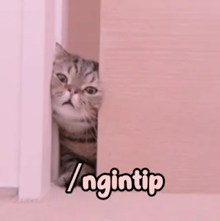 🐈 6eb3b095 ngintip 猫, 偷看, 躲藏, 门, 宠物 whatsapp sticker