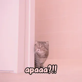 🐈 a58043a8 apaaa?!! 猫, 梗, 可爱, 动物, 惊喜 whatsapp sticker
