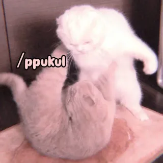 🐈 c8ee5b56 ppukul 猫, 打架, 动物, 宠物, 家养, 顽皮 whatsapp sticker