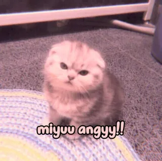 🐈 de12319d miyuu angyy!! 猫, 小猫, 生气, 可爱, 宠物, 猫科动物 whatsapp sticker