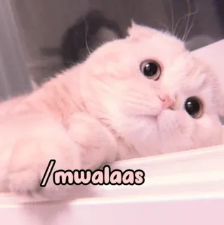 🐈 e12f6cb4 mwalaas 猫, 小猫, 可爱, 宠物, 动物, 粉色, 甜 whatsapp sticker