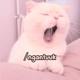 🐈 e42d393d ngantuuk 猫, 打哈欠, 可爱, 困 whatsapp sticker