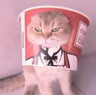 🐈 e677956d 猫, 搞笑, 动物, 桶, 肯德基, 幽默 whatsapp sticker