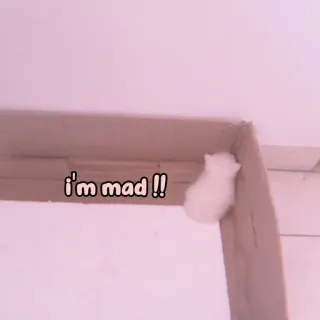 🐈 ee74d3c7 i'm mad !! 猫, 生气, 愤怒, 小猫, 可爱, 动物 whatsapp sticker