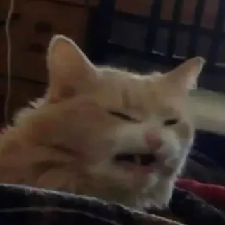 🤬 0a5a0cfd gatto, animale, meme, divertente, animale domestico, mammifero, espressione telegram sticker