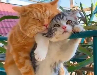 🛌 21d1d605 gatti, gattini, animali, carino, animale domestico, amicizia, affettuoso telegram sticker