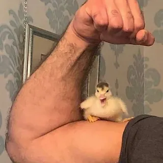 💪 2271dafb anatra, muscolo, flettere, bicipite, animale, uccello, carino telegram sticker