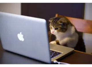 💻 273fc143 gatto, laptop, animale, computer, animale domestico telegram sticker