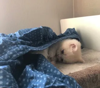 😞 3bbe4f4b gatto, gattino, carino, animale domestico, animale, gatto domestico, felino telegram sticker