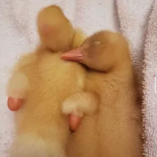 💛 4d1c158c anatroccoli, uccelli, carino, cuccioli, giallo, dormire telegram sticker