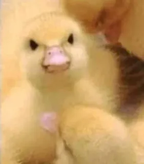 😠 57b19356 anatroccolo, anatra baby, animale carino, giallo, uccello telegram sticker