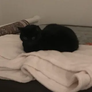 🖤 70eb1e25 gatto nero, gatto, animale, animale domestico, felino, animale domestico telegram sticker