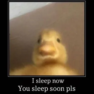 💤 86f69e30 I sleep now
You sleep soon pls anatra, sonno, meme, animale, carino telegram sticker