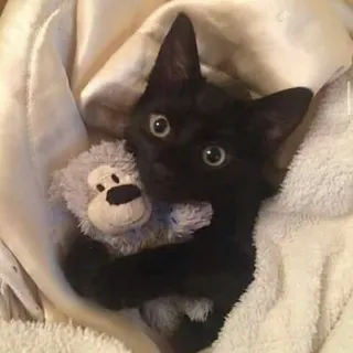 🧸 ba7afba2 gatto, gattino, gatto nero, peluche, carino, animale, animale domestico, accogliente telegram sticker