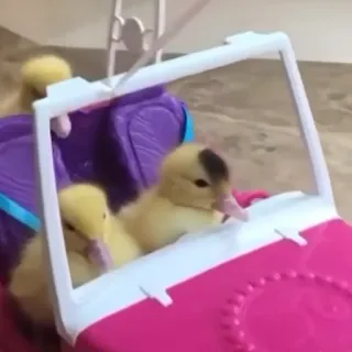 🚗 bc1a7c78 anatroccoli, anatre, macchinina, animali, carino, animali domestici telegram sticker