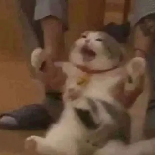 😭 c1fe8f1c gatto, meme, animale, divertente, animale domestico, urlare telegram sticker